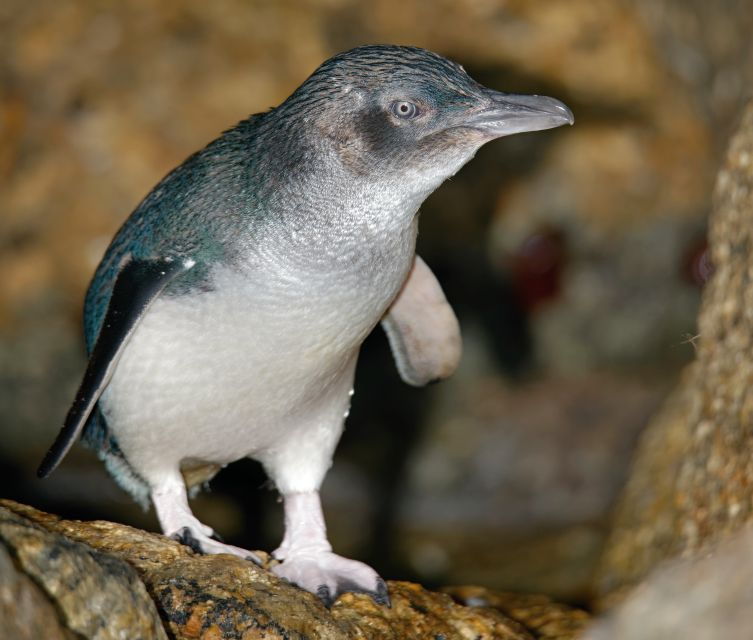 Melbourne: Healesville Sanctuary & Phillip Island Tour