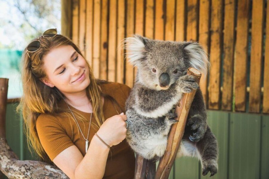 Melbourne: Puffing Billy, Moonlit Sanctuary & Penguin Parade