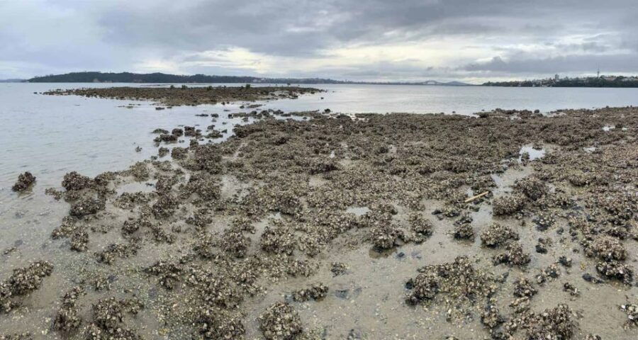 Meola Reef