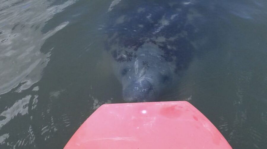 5 Best Canoe And Kayak Experiences In Merritt Island