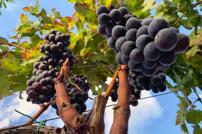 5 Best Wine Tours In Calabria
