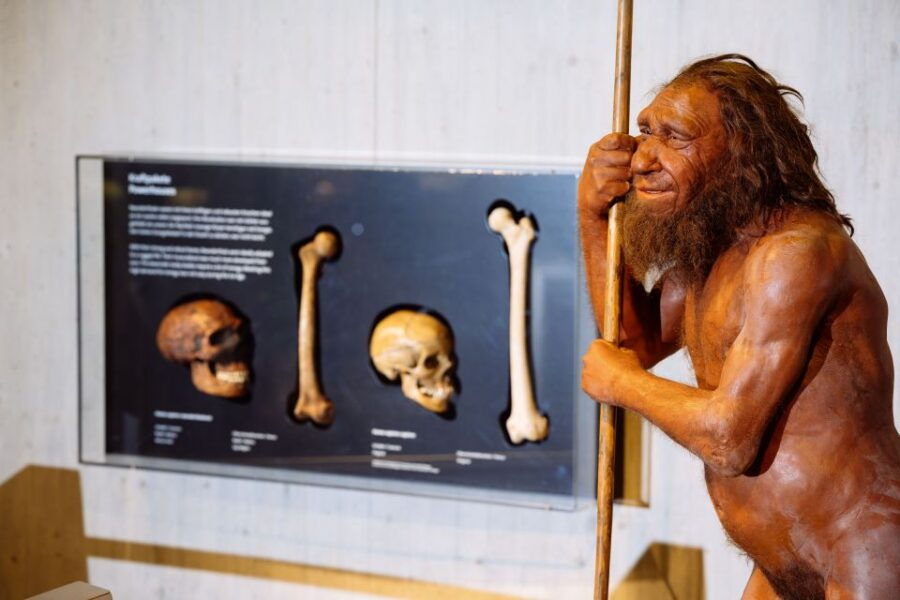 Mettmann: Neanderthal Museum Admission Ticket - Good To Know