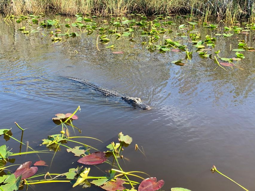 Miami: Everglades Airboat & Wildlife Experience - Good To Know