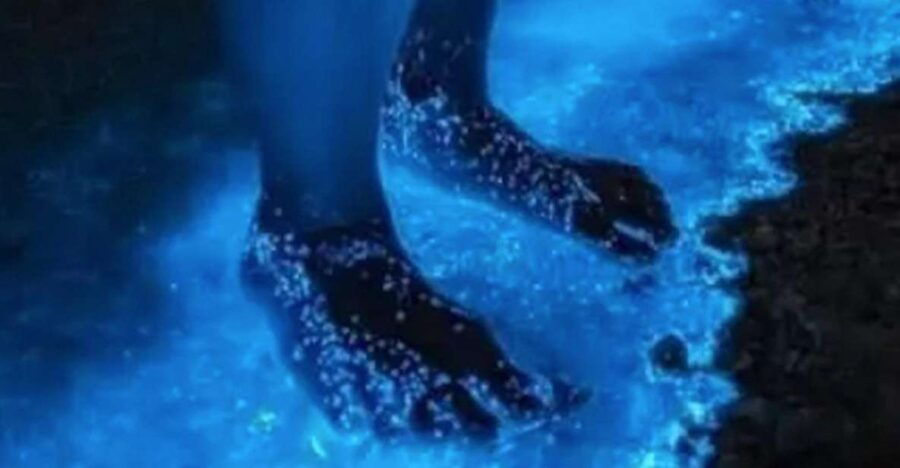 Midnight Holbox: Bioluminescence Kayaking Experience - Good To Know