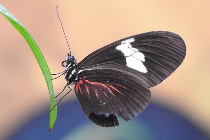 Mindo Cloud Forest Private Day Tour From Quito Hiking, Birding, Waterfalls - Good To Know