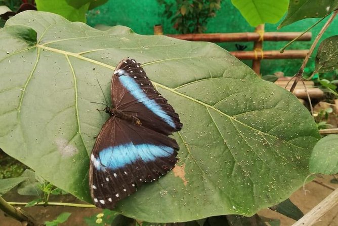 Mindo Cloudforest Tour: Wildlife, Waterfalls, Chocolate Delights - Good To Know