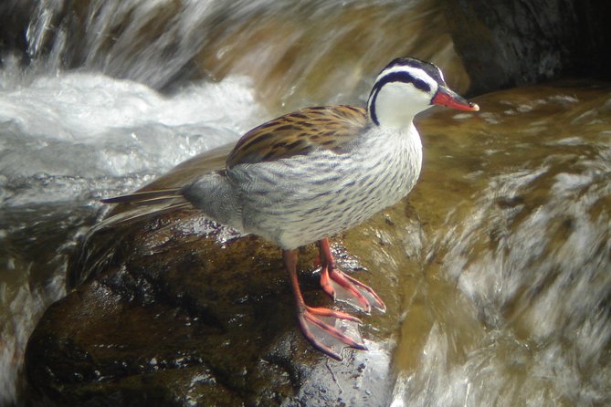Mindo Half Day Birding Experience - Good To Know