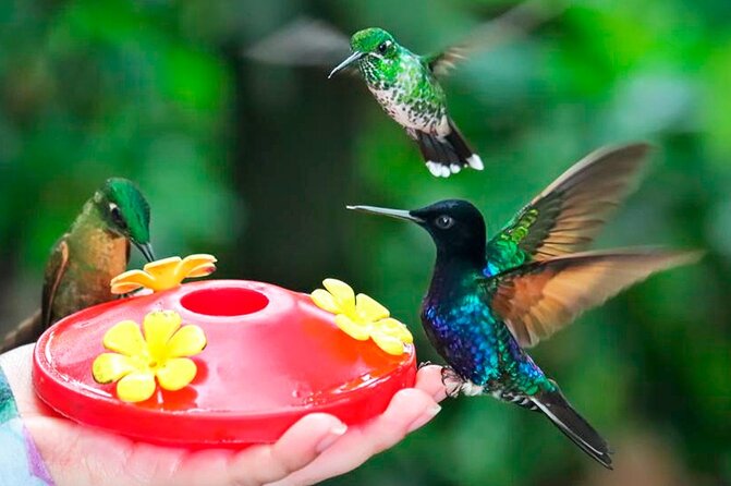 Mindo Orchids & Hummingbirds - Good To Know