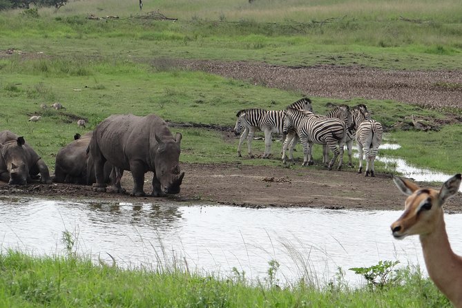 Mini Safari and Zulu Cultural Experience - Day Tour