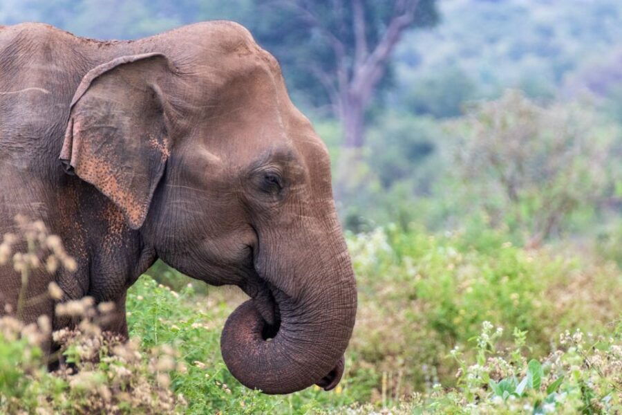 Minneriya Elephant Gathering Spectacle