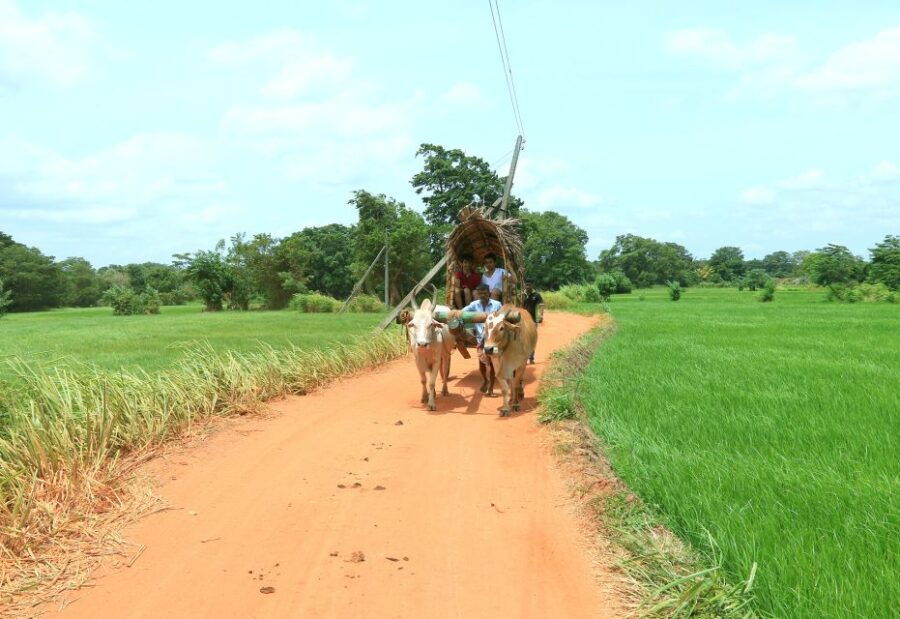 Minneriya National Park and Hiriwadunna Village Tour