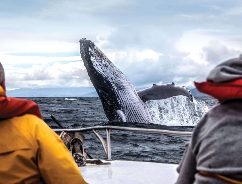 Mirissa: Morning Whale Watching Tour - Good To Know