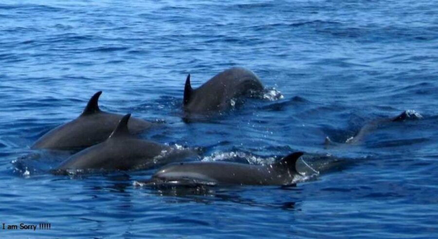 Mirissa: Ocean Elegance: Exclusive Whales & Dolphins Cruise - Good To Know