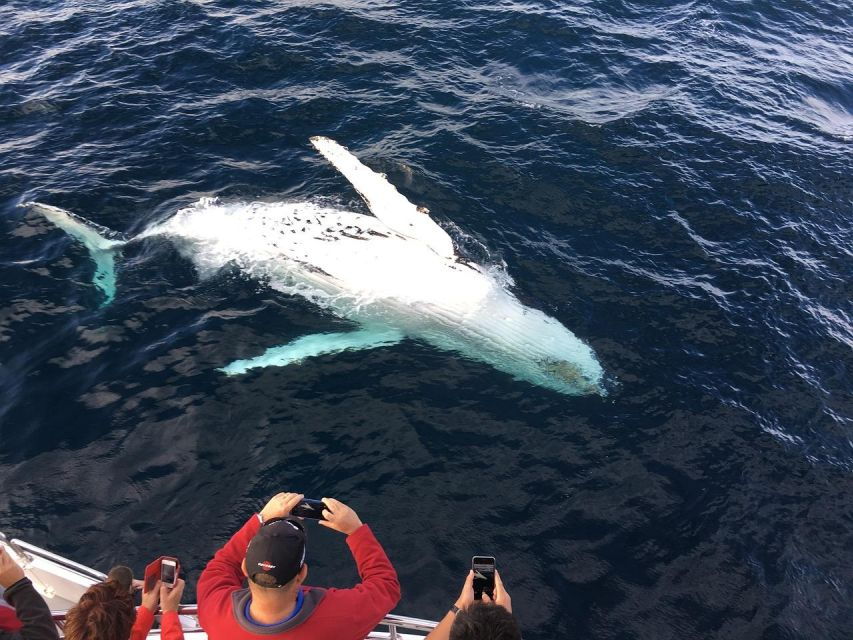 Mirissa Whale Watching Experience With Seafood Lunch - Good To Know