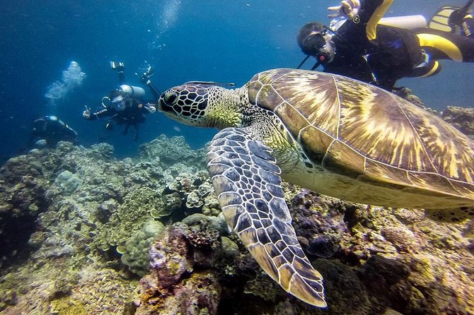 Moalboal Island Hopping (Pescador Island, Sardines and Turtles)
