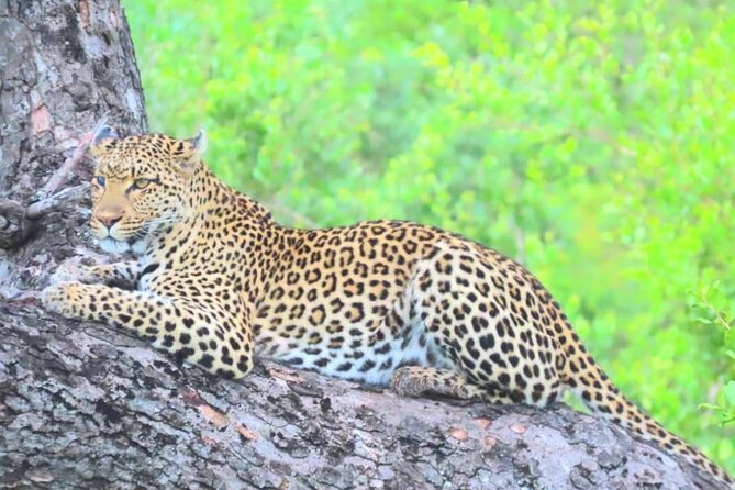 Moholoholo Wildlife Encounter & Sunset Safari - Good To Know