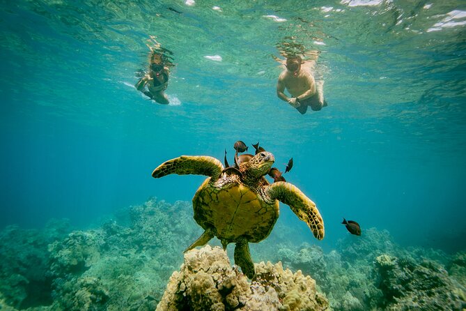 Molokini Snorkel Plus Whale Watching Adventure Tour - From Kihei - Good To Know