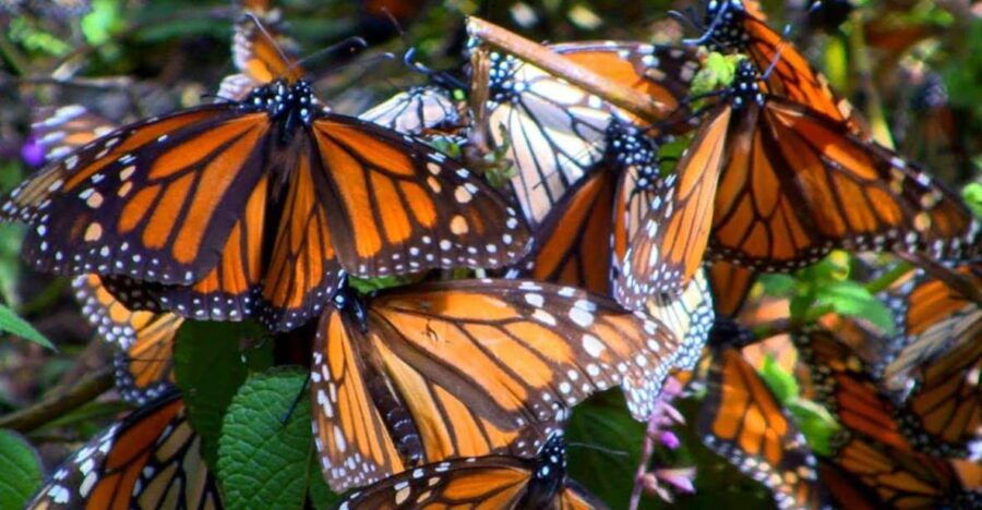Monarch Butterfly: Biosphere Reserve and Xmas Town Town - Good To Know
