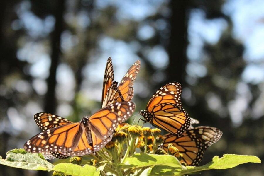 Monarch Butterfly Tour Mexico: Sierra Chincua & Angangueo - Good To Know