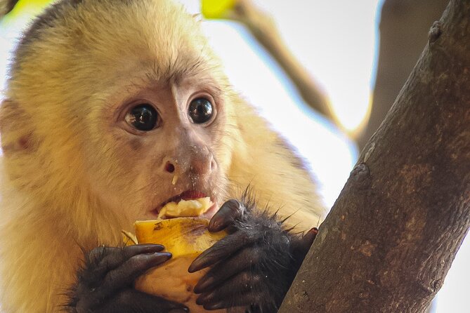 Monkey Tour From Jaco and Crocodile Bridge With Typical Breakfast