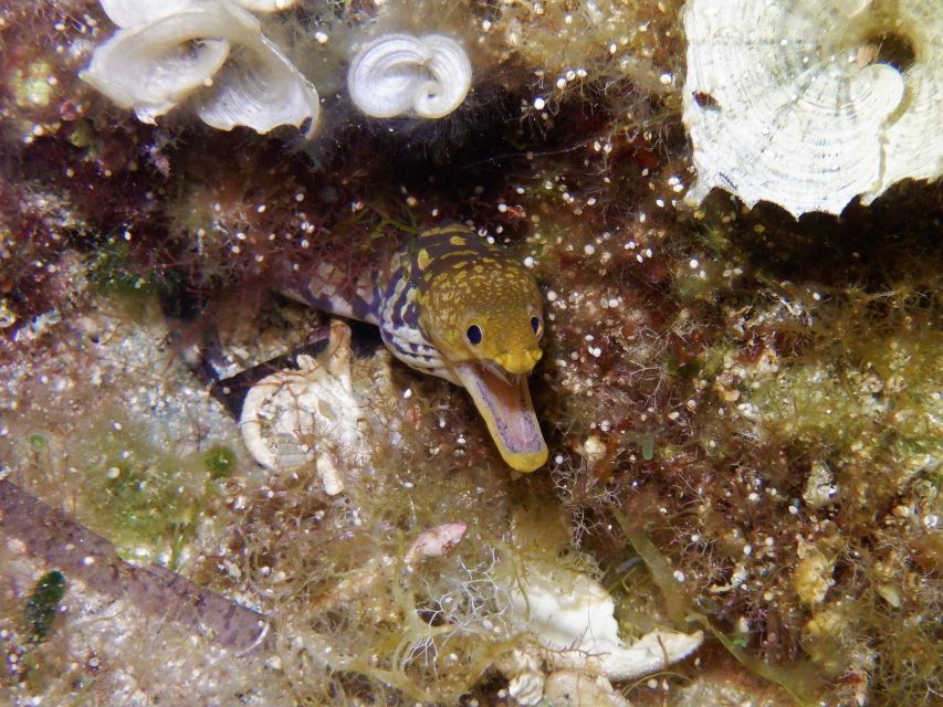 Mononaftis: Certified Scuba Diving - Good To Know