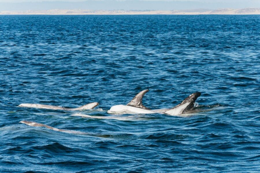 Monterey Bay: Whale Watching Tour - Good To Know