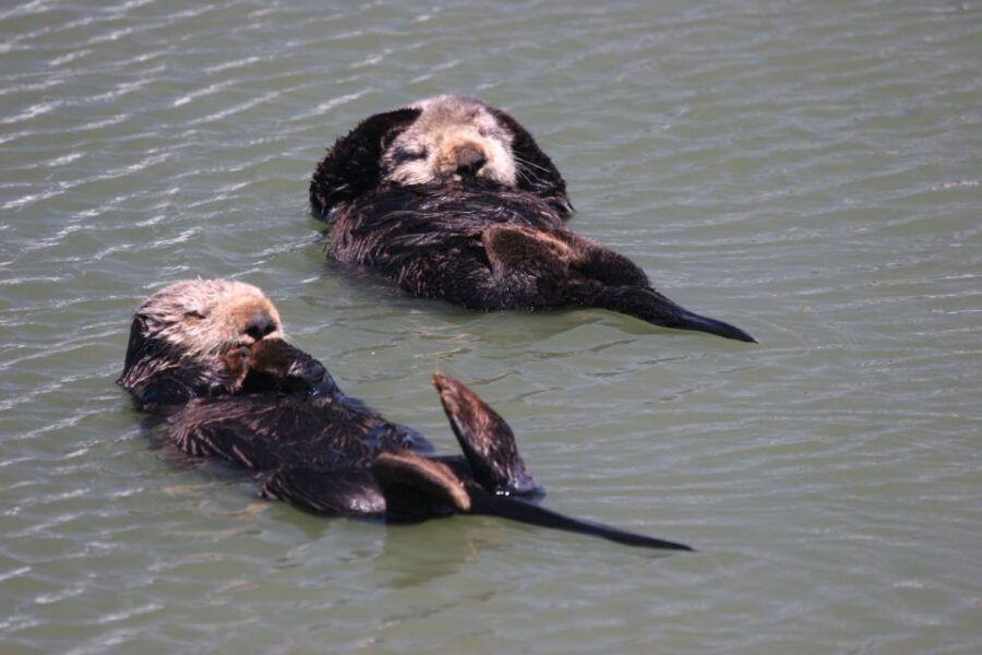 Monterey: Monterey Bay Dolphin and Whale Watching Boat Tour