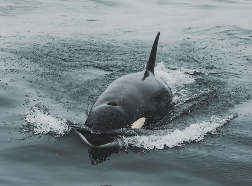 Monterey: Sunset Whale Watching Cruise With a Guide