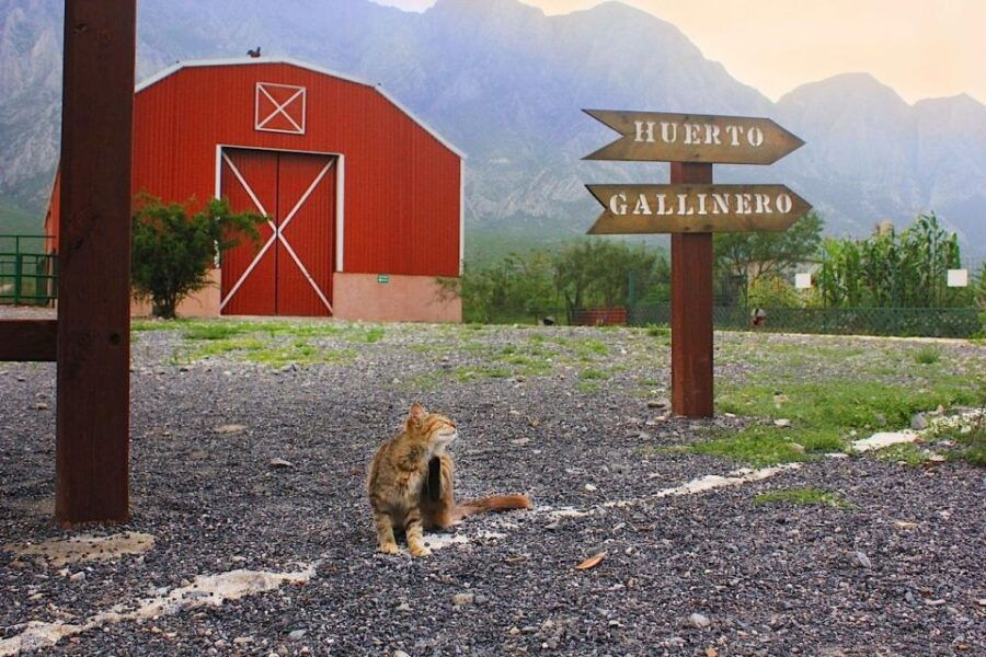 Monterrey: Zoological Adventure at Xenpal