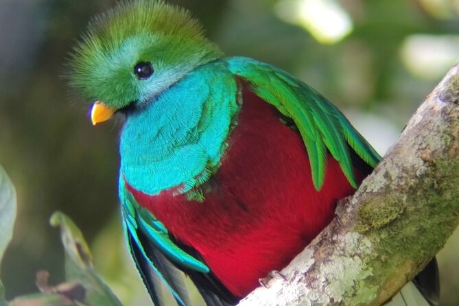 Monteverde Cloud Forest Biological Reserve Birdwatching Tour
