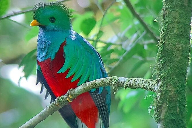 Monteverde Cloud Forest Nature Tour