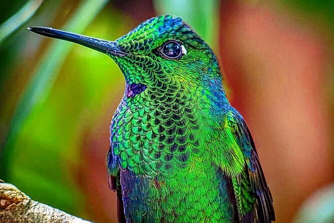 Monteverde Cloud Forest Tour