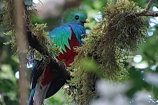 Monteverde Cloud Forest Tour