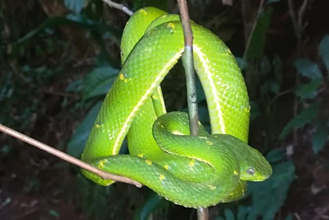 Monteverde Night Tour With a Certified Tour Guide (6 PM or 8 PM)