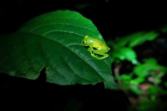 Monteverde Night Tour - Good To Know