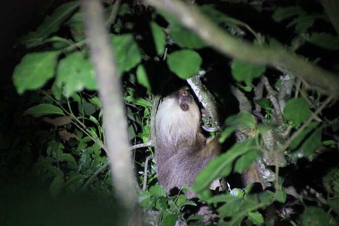 Monteverde Night Walk in a High Biodiversity Forest - Good To Know