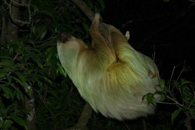 Monteverde Rain Forest Night Walk - Good To Know