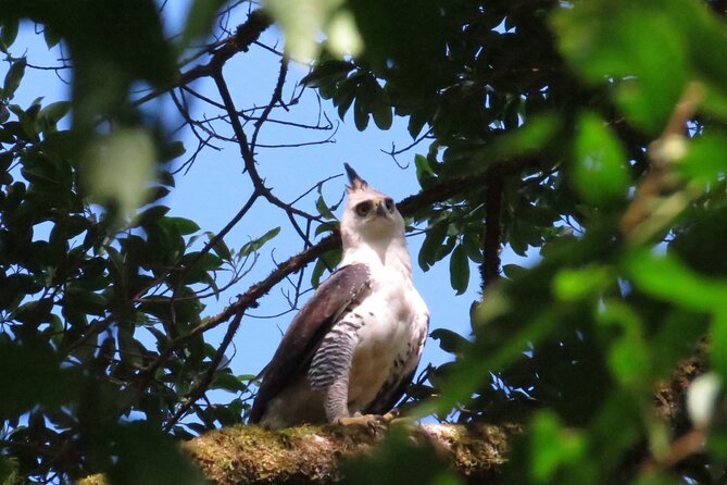 Monteverde Small-Group Halfday Birdwatching Tour (Feb )