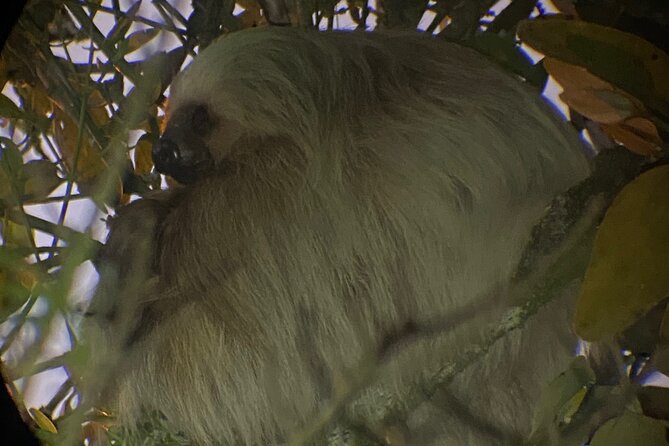Monteverde Tropical Forest Night Tour