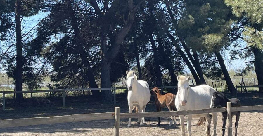 Montpellier: Guided Half-Day Trip to a Camargue Manade - Good To Know