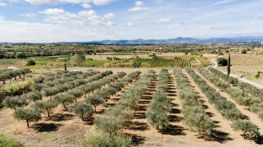 Montpellier : Visit an Olive Oil Mill