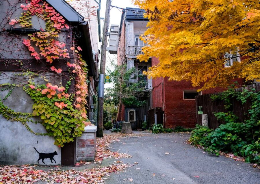 Montreal: Plateau Mont-Royal & Mile End Walking Tour