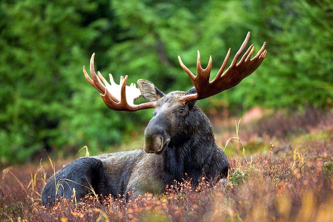 Moose Safari