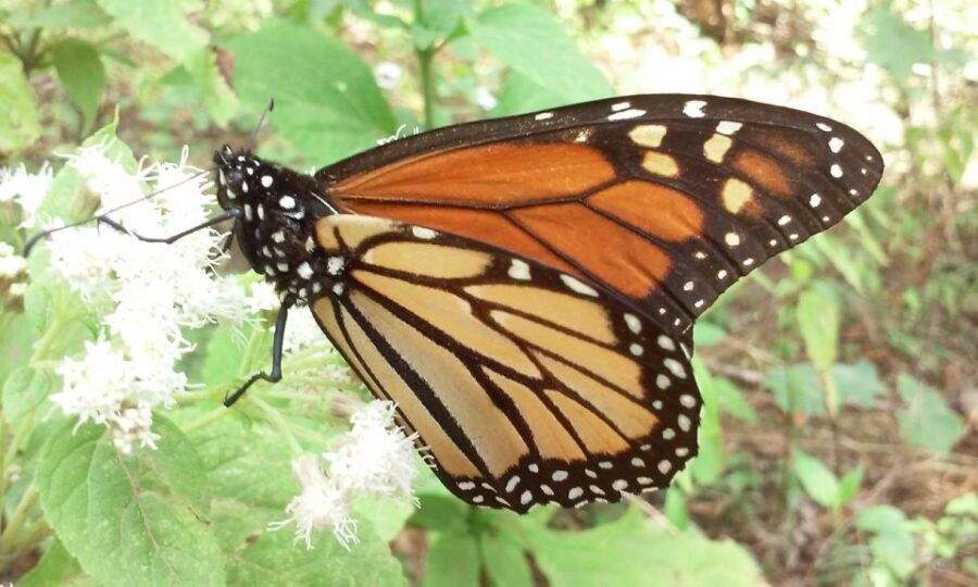Morelia: Guided Monarch Butterfly Biosphere Tour