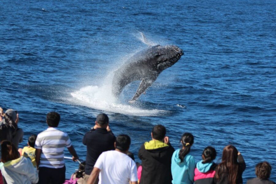 Moreton Island: Tangalooma Day Trip & Whale Watching Cruise - Good To Know
