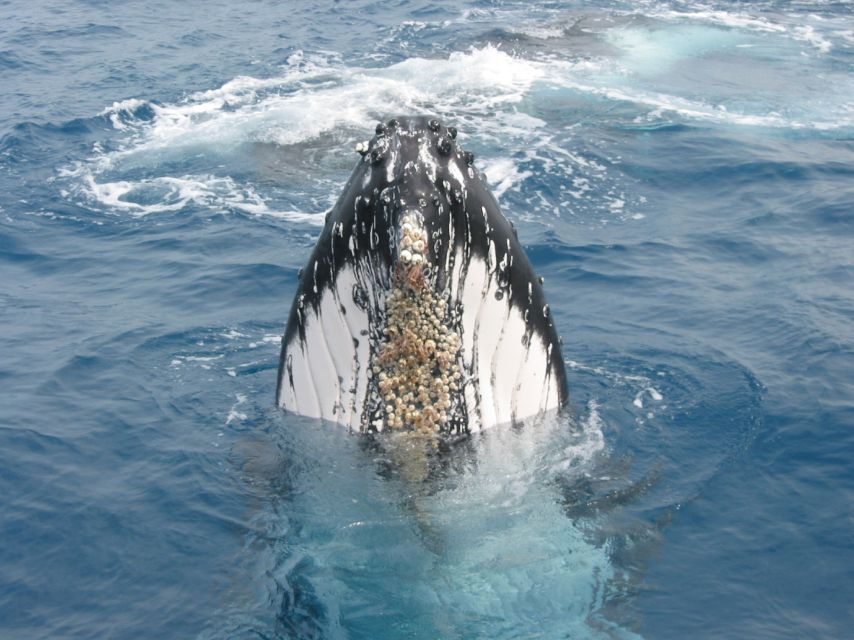 Moreton Island: Tangalooma Whale Watching & Dolphin Feeding - Activity Details