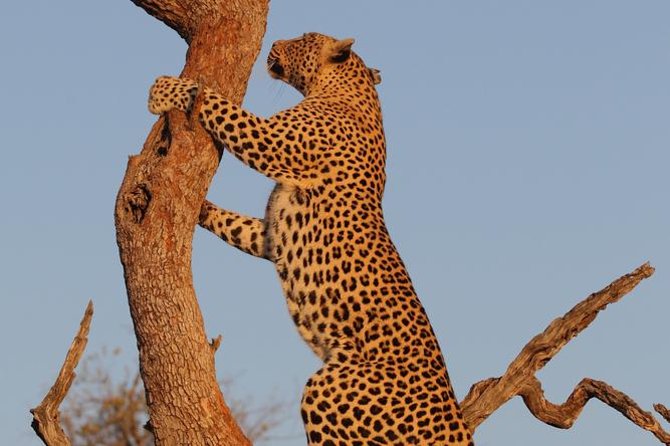 Morning Big 5 Game Safari in Kruger National Park From Hazyview