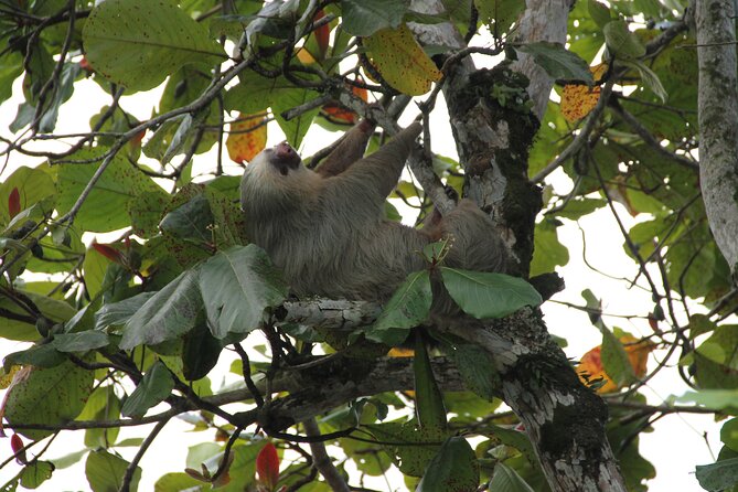 Morning Wildlife-Spotting River Float Beneath Arenal Volcano  - La Fortuna - Good To Know