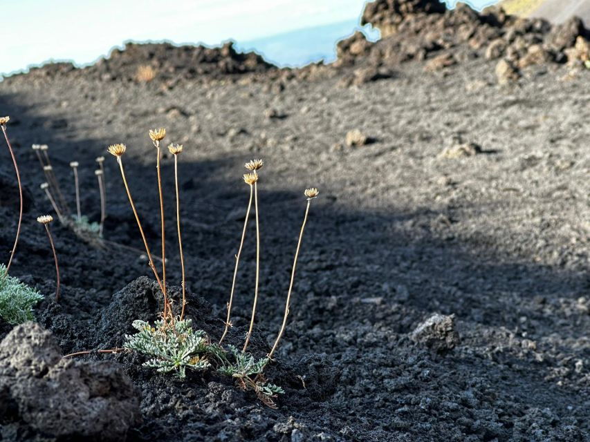 Mount Etna: Morning or Sunset Tour to a Lava Flow Cave