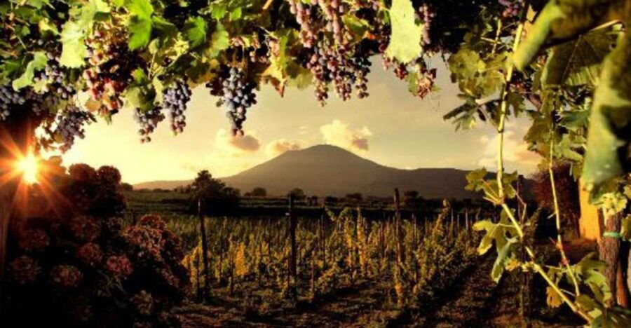 Mount Vesuvius Wine Tasting and Lunch From Pompeii